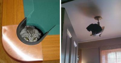17 забавных ситуаций, когда наглые коты были обнаружены там, где их вообще не ждали - mur.tv