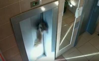 Беспечная хозяйка забыла взять питомца в лифт: полминуты до трагедии - mur.tv - Москва