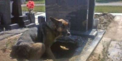 Собака разрыла могилу на кладбище. Общественность и зоозащитники в глубоком шоке - mur.tv