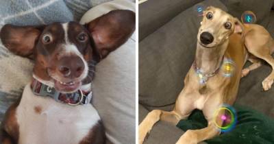 17 фотографий смешных и дурашливых собак, которые выражением своих мордашек легко разгонят любую тоску - mur.tv