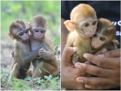 Осиротевшие крохи-обезьянки не отходят друг от друга со дня знакомства - mur.tv - Индия