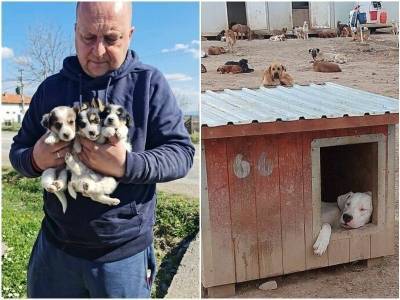 Житель Сербии спасает сотни собак с улицы – и дарит им новую жизнь - mur.tv - Сербия