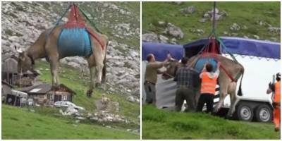Коровы не летают? В Швейцарии на вертолете переправили коров через горы - mur.tv - Швейцария