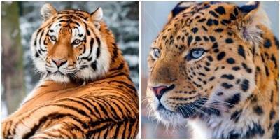 Дальневосточных леопардов и амурских тигров миновала угроза исчезновения - mur.tv - Россия