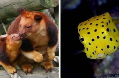 Фото редких животных, доказывающих, что природе ещё есть, чем нас удивить - fokus-vnimaniya.com