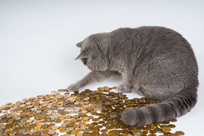 Как владельцы собак и кошек могут сэкономить деньги? - mur.tv