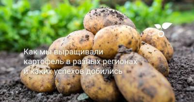 Как мы выращивали картофель в разных регионах и каких успехов добились - sadogorod.club