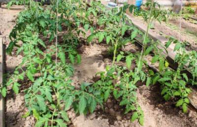 Сколько лет подряд можно сажать помидоры на одном месте: ответ удивит огородников - sadogorod.club