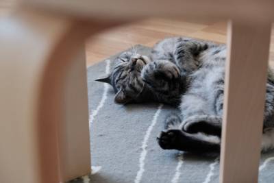 Почему кошка катается по полу? - mur.tv