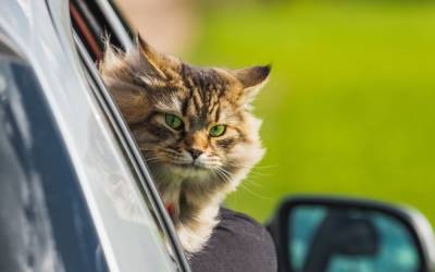Коты-путешественники. Что скрывается за красивыми фото в Instagram? - mur.tv