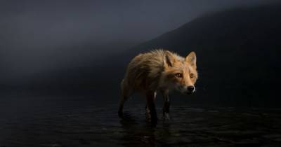 16 самых впечатляющих снимков дикой природы, победителей конкурса Wildlife Photographer Of The Year 2021 - mur.tv