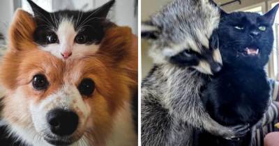 19 случаев, когда животные нашли себе друзей, и теперь не могут с ними расстаться - mur.tv