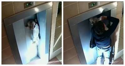 В Москве парень спас пса, повисшего на зажатом в лифте поводке - porosenka.net - Москва