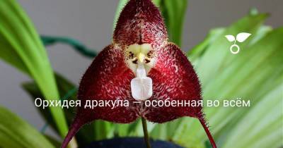 Орхидея дракула — особенная во всём - sadogorod.club