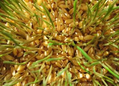 ​Как правильно готовить и есть пророщенные зерна пшеницы - lifehelper.one