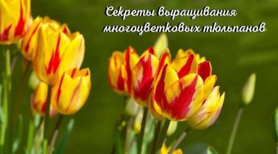 Тюльпан многоцветковый: сорта, фото, секреты посадки и ухода - sadogorod.club