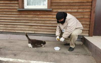 5 советов, как продуктивно помогать бездомным животным, не навредив им - novate.ru
