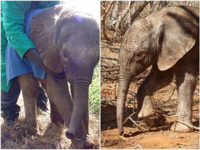 Слониха пришла к бывшим опекунам – и отблагодарила за спасение жизни - mur.tv - Кения