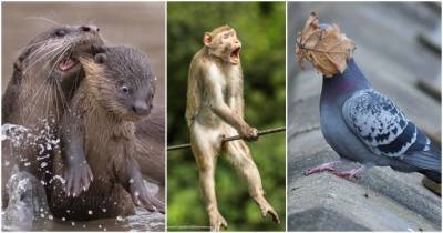 Объявлены финалисты конкурса самых смешных фотографий животных: 40 самых смешных из них - lifehelper.one