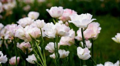 Готовимся к новому сезону: выбираем для посадки многоцветковые тюльпаны - sadogorod.club - Голландия