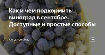 Как и чем подкормить виноград в сентябре. Доступные и простые способы - sadogorod.club - Виноград