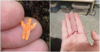 14 самых милых фото очень маленьких животных, которые помещаются на пальцах - lifehelper.one