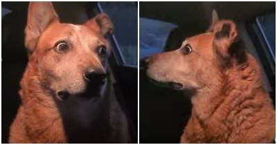 “Что это было?”: удивленная собака из TikTok - mur.tv - Нью-Йорк