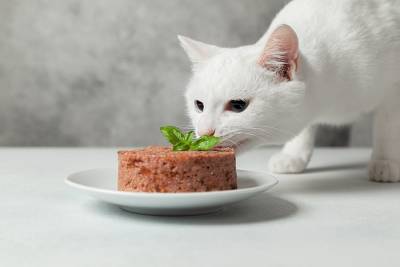 Кошка и веганская диета: что говорит наука - mur.tv