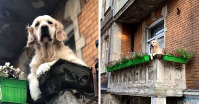 Милый пёс просто сидел на балконе, а стал главной достопримечательностью Гданьска. Его оценили даже выше Лувра - mur.tv - Польша - Гданьск