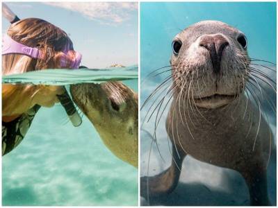 Милейшие тюлени совсем не стесняются камеры - mur.tv - Австралия - Перт