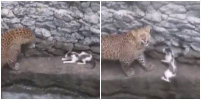 Кот упал в колодец вместе с леопардом и дал хищнику отпор - mur.tv - India