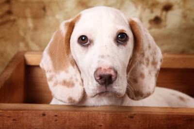 Могут ли собаки страдать клаустрофобией? - mur.tv