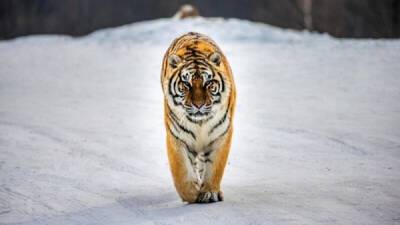 Интересные факты про самого редкого хозяина наступающего года — амурского тигра - porosenka.net