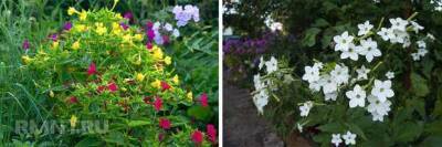 Выбираем растения, которые цветут по ночам - lublusebya.ru