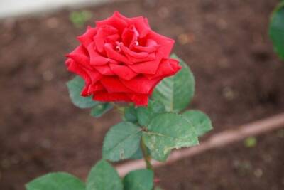 Хотите, чтобы розы в цветнике выросли красивыми? Понадобится простой карандаш - sadogorod.club