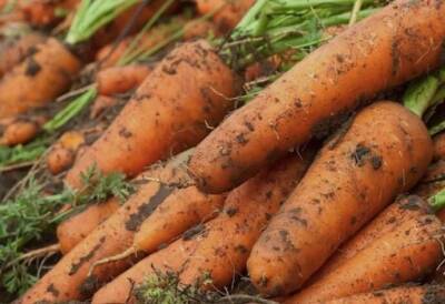 ​Секреты по выращиванию моркови - lifehelper.one