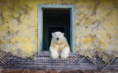 Российский фотограф заснял белых медведей на заброшенной метеостанции - chert-poberi.ru - Россия - округ Чукотка