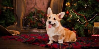 Весёлое новогоднее исследование: какую музыку в праздники предпочитают собаки - mur.tv