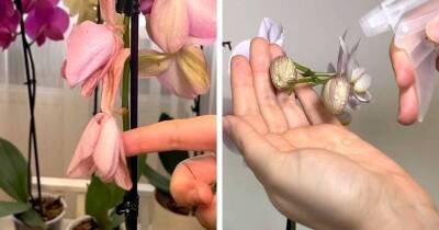 Три главные ошибки, из-за которых орхидея сбрасывает нераскрывшиеся бутоны и цветы слишком быстро - lifehelper.one