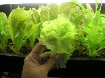 Салат латук: фото, описание, выращивание, полезные свойства, применение - sadogorod.club