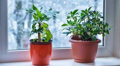 Комнатные растения: сезонные работы в январе - sadogorod.club