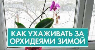 Геннадий Михайлович, наш вахтер, трепетно выращивает орхидеи, увидела, что у него они цветут всю зиму, решила выведать, в чём фишка - lifehelper.one