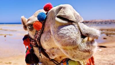 В Саудовской Аравии начал работу первый в мире отель для верблюдов - fokus-vnimaniya.com - Саудовская Аравия