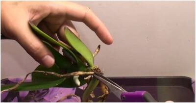 Наращиваем корни: как обработать орхидею и создать для нее комфортные условия - lifehelper.one