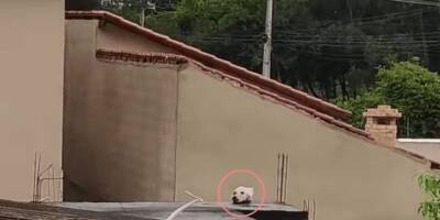 Женщина увидела собачью голову на крыше и схватилась за сердце. Понимание пришло чуть позже - mur.tv - Бразилия