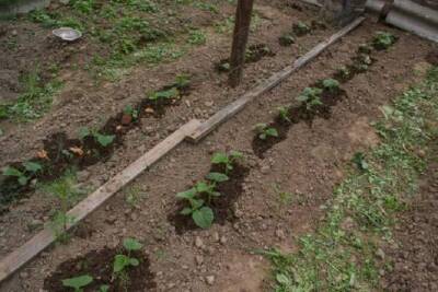 Почему не рекомендуется после посева поливать семена: ошибки, которые делают неопытные огородники - sadogorod.club