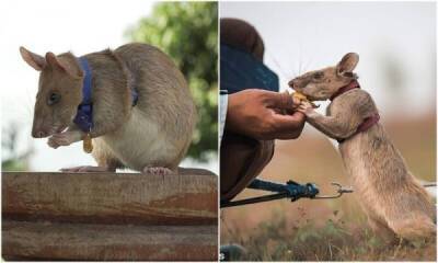 Самая известная крыса-сапер спасла тысячи людей - porosenka.net - Бельгия - Камбоджа