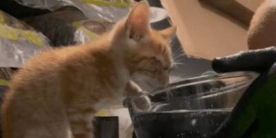 Мужчина решил помочь бездомному котёнку. Посмотрел, как он пьёт воду, и сразу всё понял - mur.tv