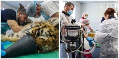 В Приморье спали тигрёнка, который был на морозе совсем один - mur.tv - Приморье край