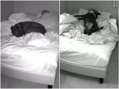 Девушка установила камеру, и умилилась ночным ритуалам своей собаки - mur.tv